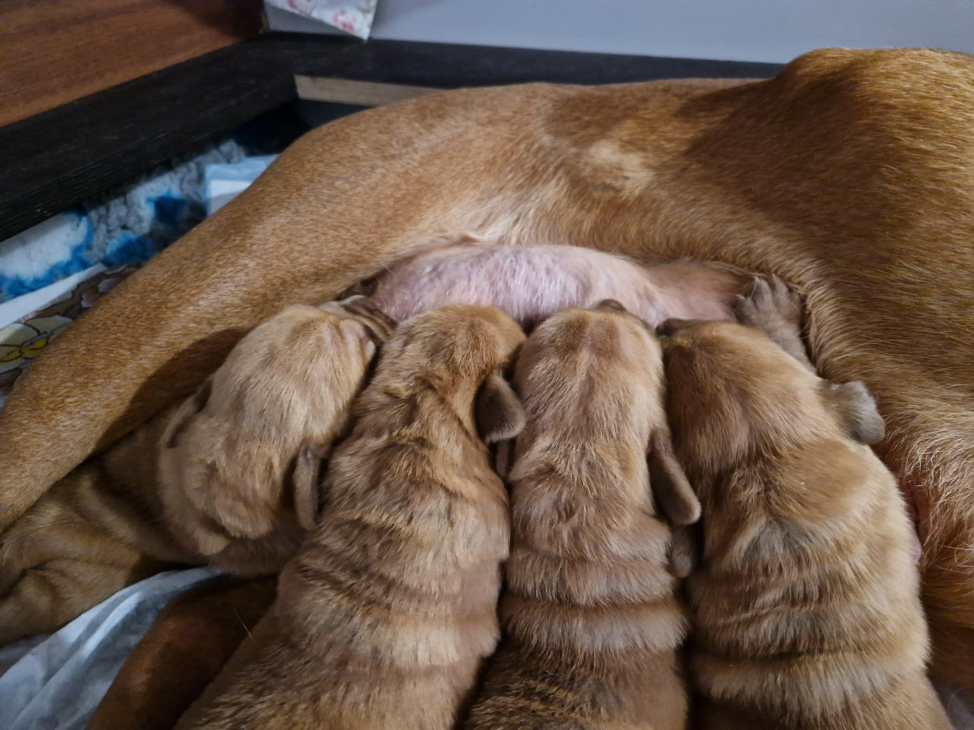 Du Domaine De Chewie - Dogue de Bordeaux - Portée née le 08/06/2026