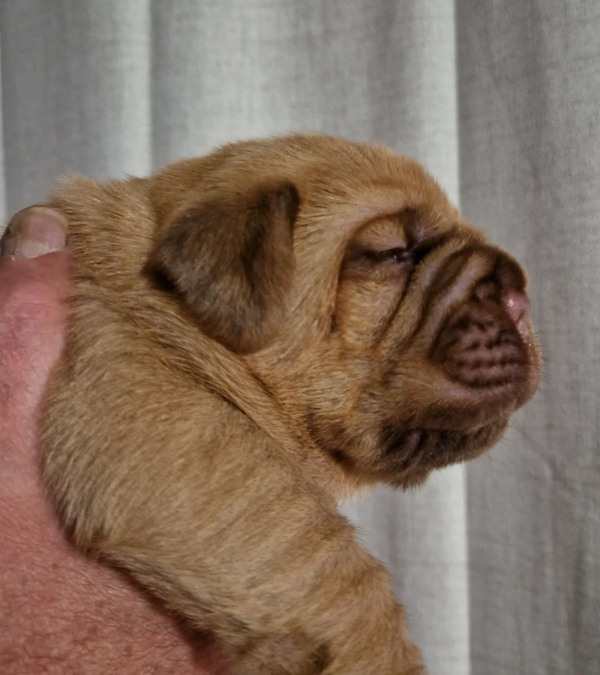 Du Domaine De Chewie - Chiots disponibles - Dogue de Bordeaux