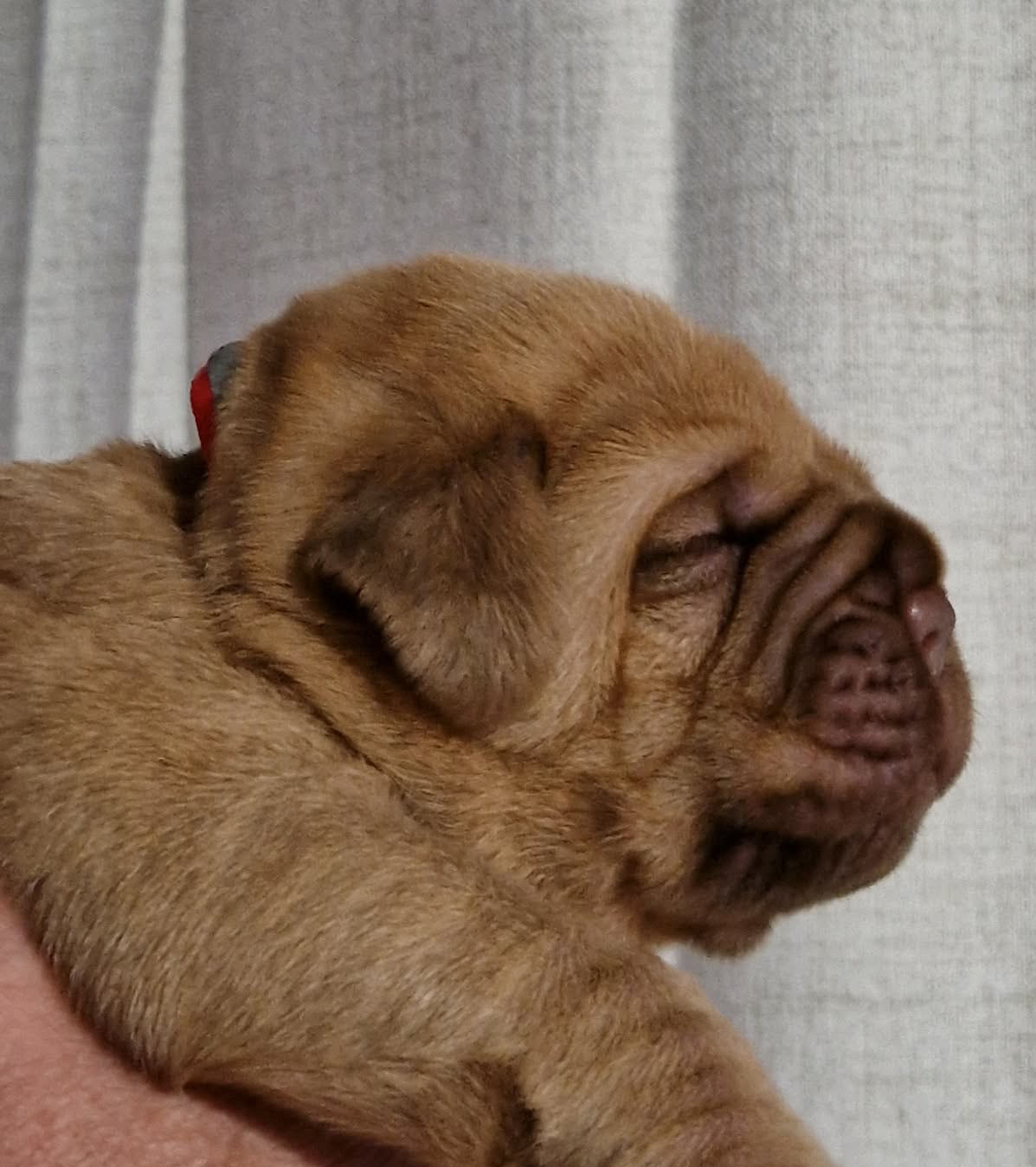 Du Domaine De Chewie - Chiots disponibles - Dogue de Bordeaux