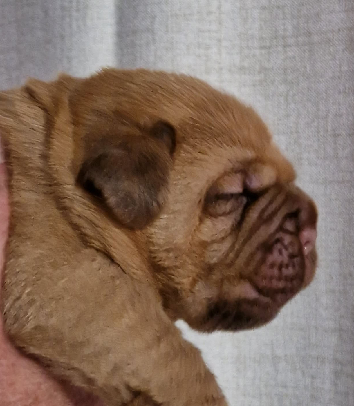Du Domaine De Chewie - Chiots disponibles - Dogue de Bordeaux