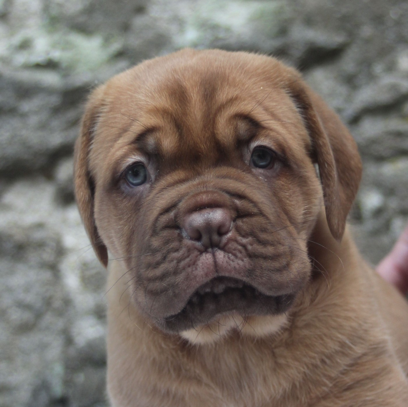 Du Domaine De Chewie - Chiots disponibles - Dogue de Bordeaux