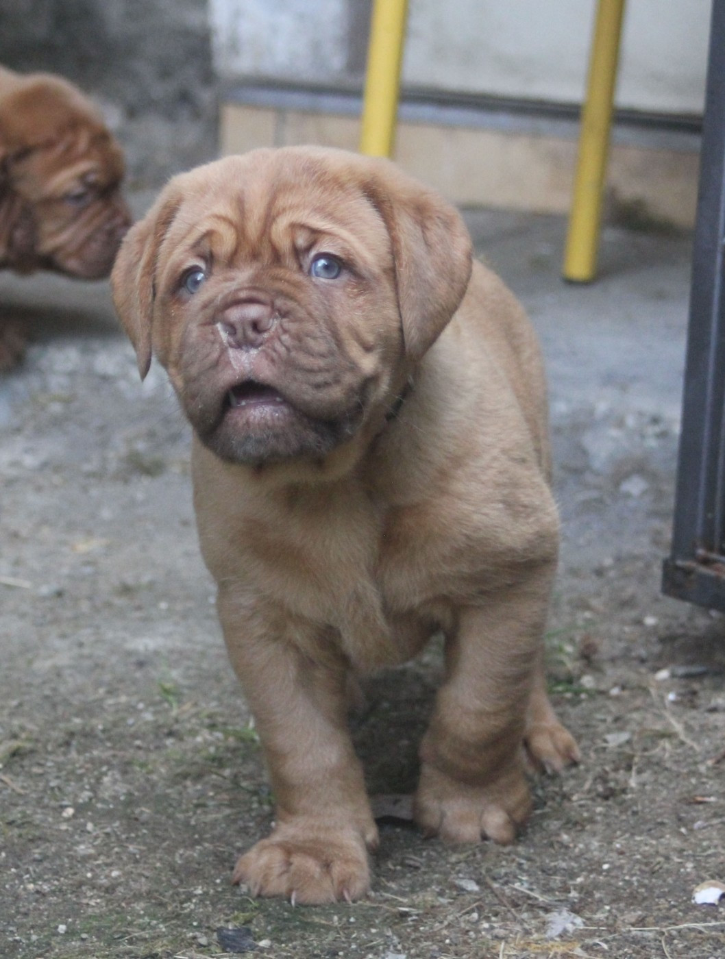 Du Domaine De Chewie - Chiots disponibles - Dogue de Bordeaux