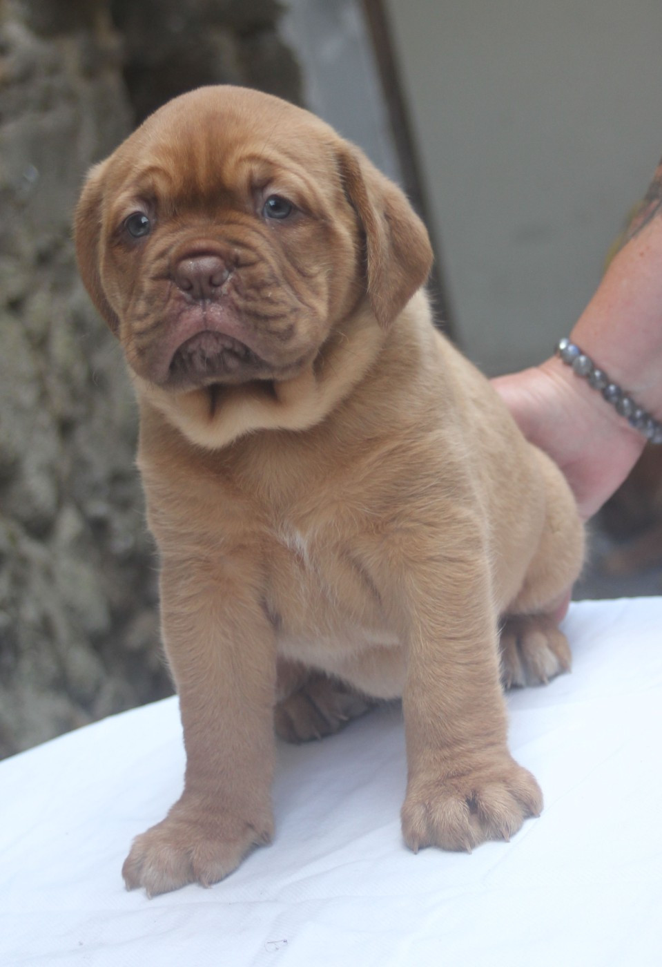 Du Domaine De Chewie - Chiots disponibles - Dogue de Bordeaux