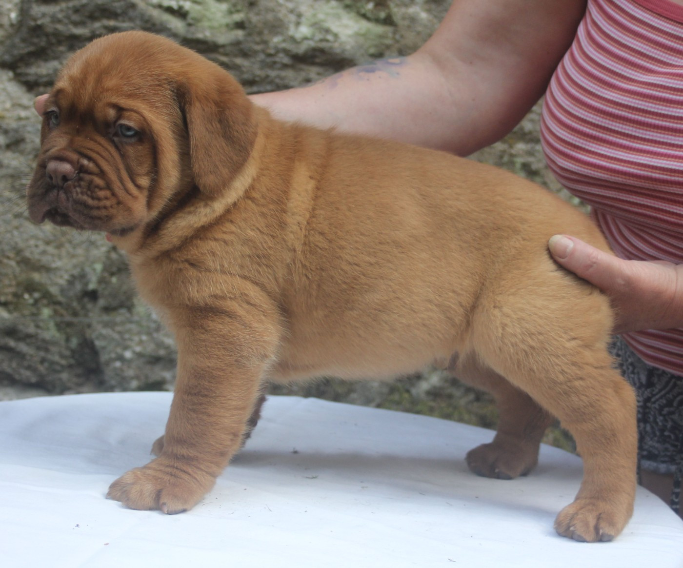 Du Domaine De Chewie - Chiots disponibles - Dogue de Bordeaux